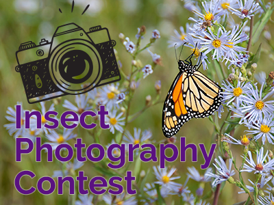 Insect Photography Contest