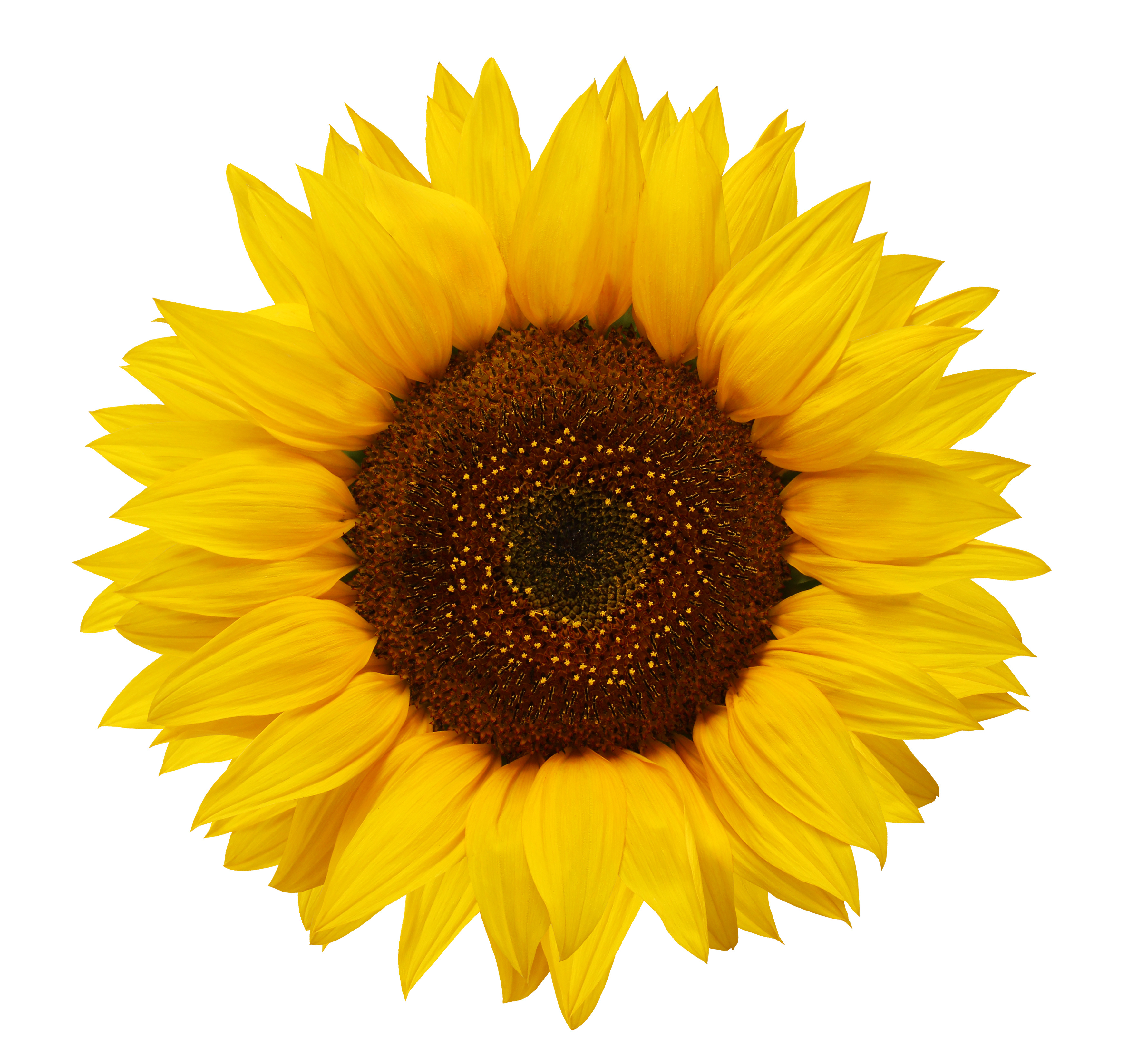 Sunflowers, Native