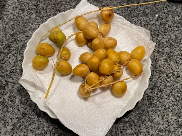 Freshly picked, yellow-colored dates