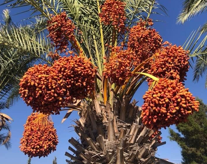 Date palm trees