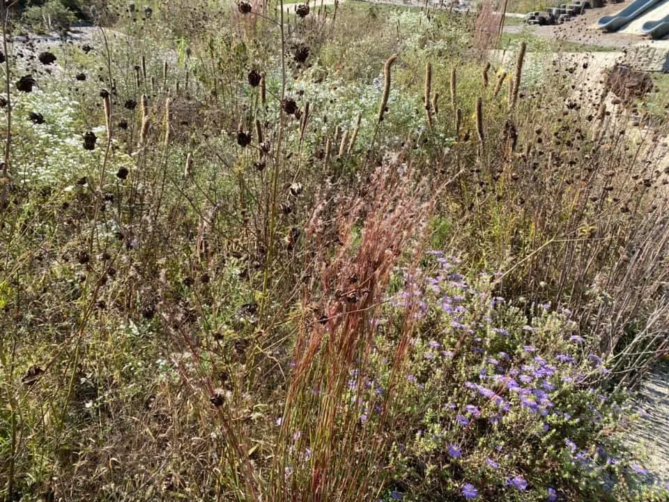 Open field covered with beautiful prairie flowers