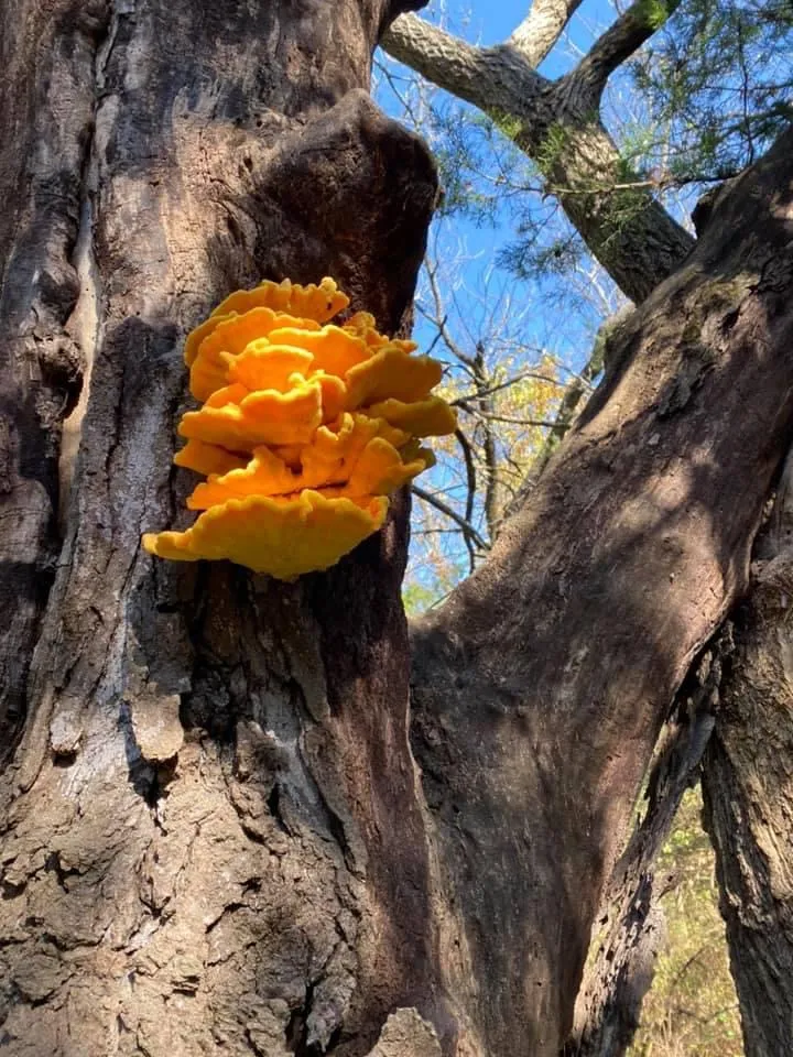 Orange mushroom in tree