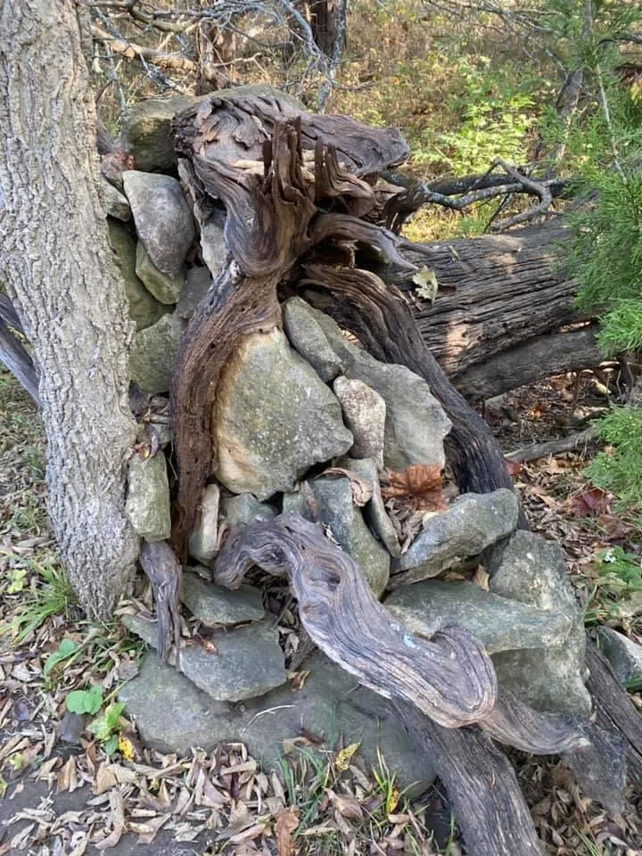 Tree trunk and rocks