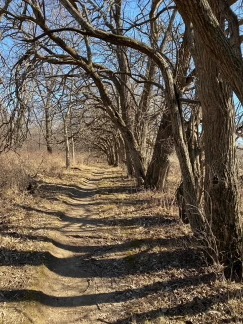 Trail under apple trees