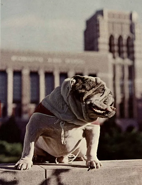 Bulldog in front of Wyandotte High School