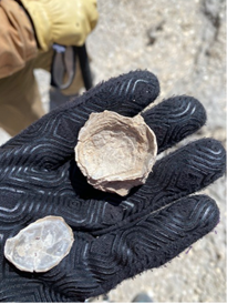 A gloved hand holding seashells