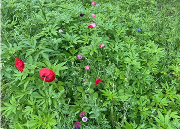 Poppies in bloom