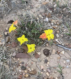 Small yellow wildflowers in the dirt