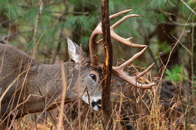 Deer Photo