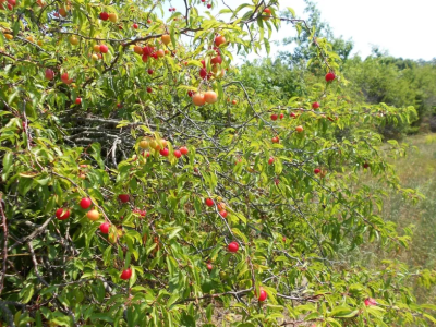 Kansas Sandhill Plums