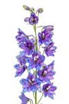 Larkspur