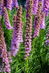 Liatris Mix