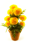 Marigold mix