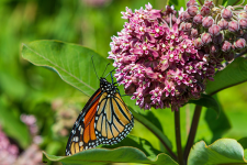 Milkweed Mix