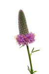 Prairie Clover