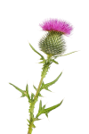 Thistle Mix