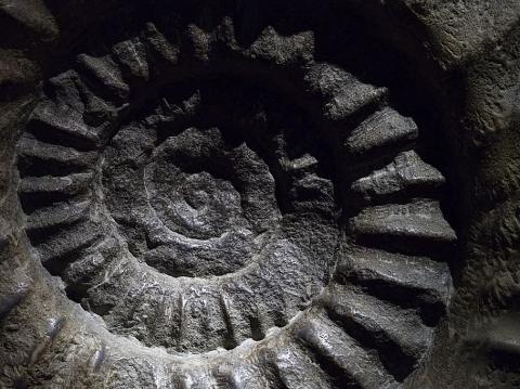 ammonite fossil