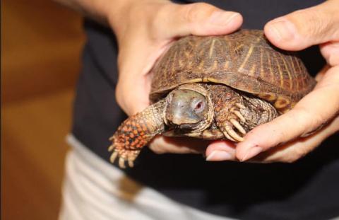 box turtle