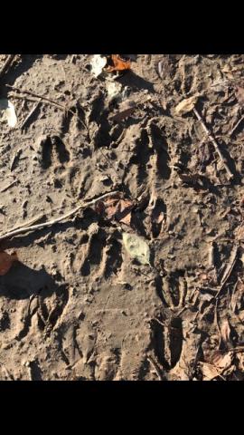 deer tracks in mud