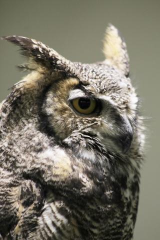 great horned owl