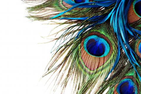 peacock feathers