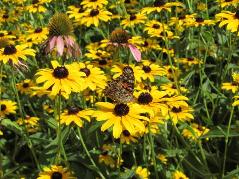 wildflowers