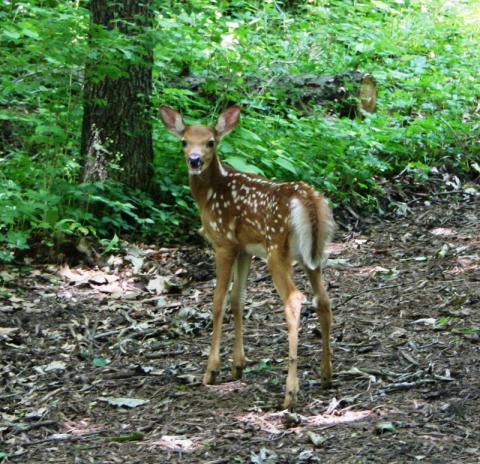 Fawn