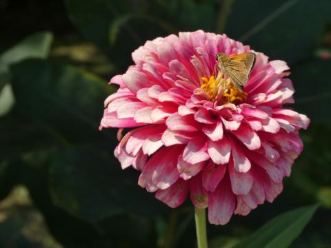 skipper butterfly on zinnia bloom