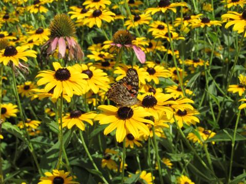 brown-eyed susan