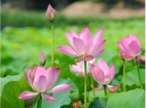 Lotus flower