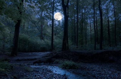 Image of the full moon in the forest through the trees. 