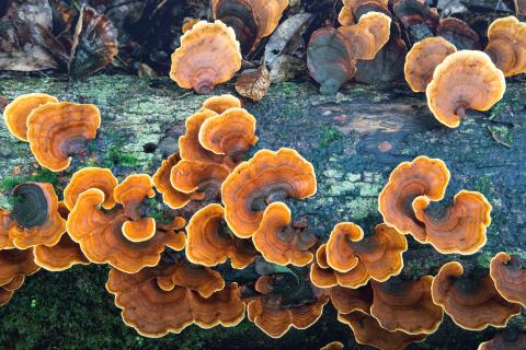 Turkey tail fungus is growing on a log covered with moss. 