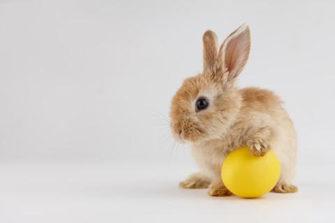 Bunny mascot for bunny wire wreath