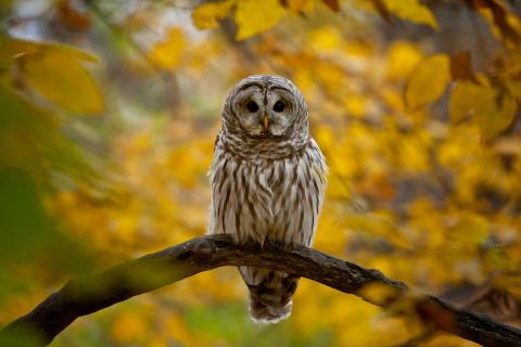 Owl sitting on a branch