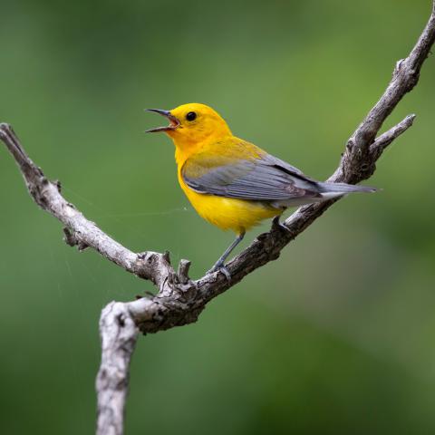 Prothonotary Warbler