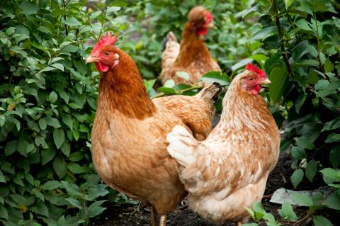 Three hens in greenery.