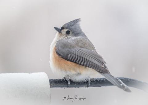 Tufted Titmouse