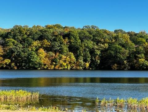 Fall trees