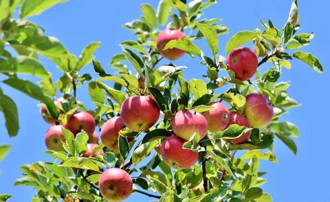 Apples on a Tree