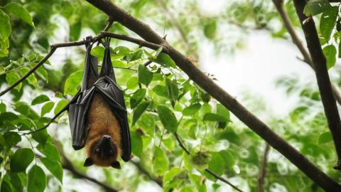 Operation Wildlife - Bat Program