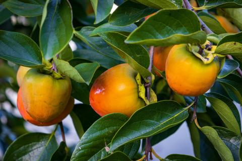 Persimmons in tree