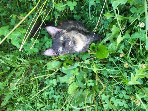 Tortoiseshell kitten in grass