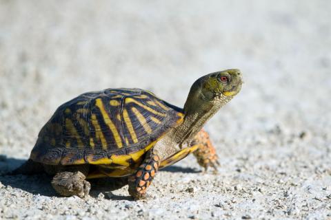 Mr. & Mrs. F.L. Schlagle Library Presents Native Reptiles of Kansas