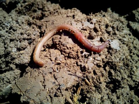 Worm in dirt