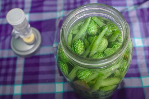 Fermenting can of beans