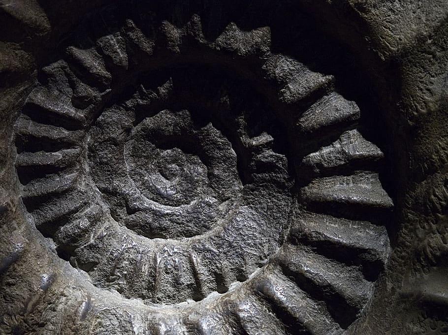 ammonite fossil