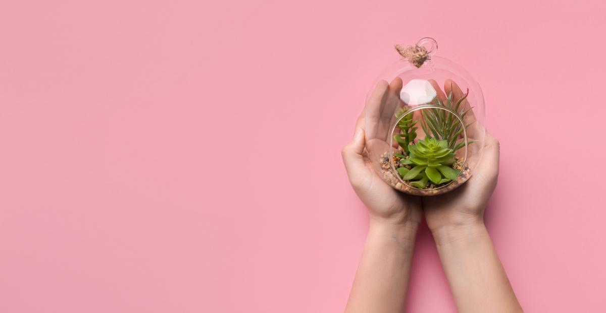 Hands holding terrarium