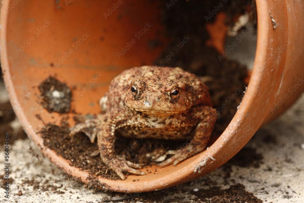 Toad House