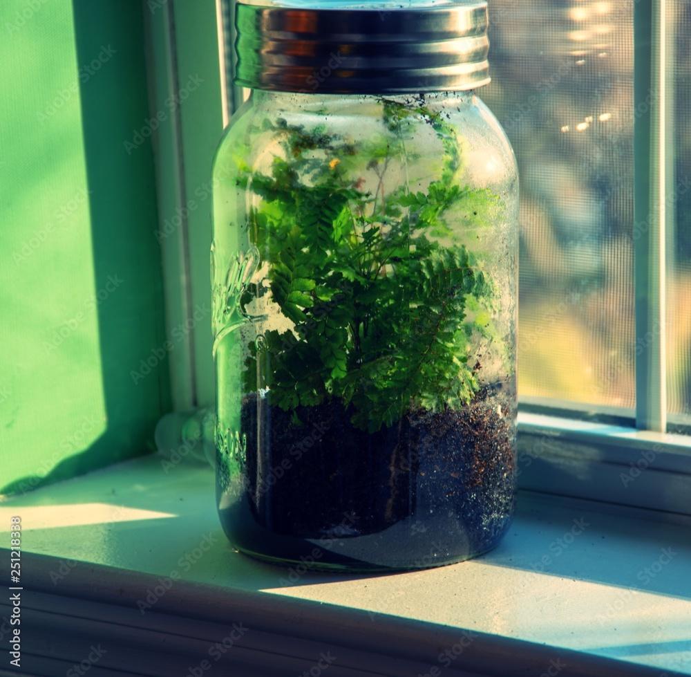 Mason Jar Terrarium