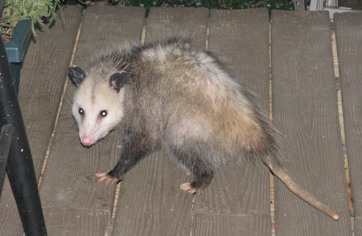 opossum